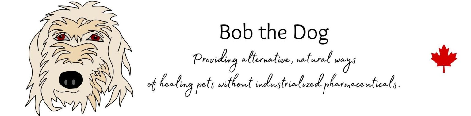 Bob The Dog